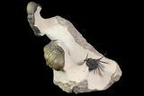 Crotalocephalina, Reedops & Leonaspis Trilobites - Atchana, Morocco #139518-1